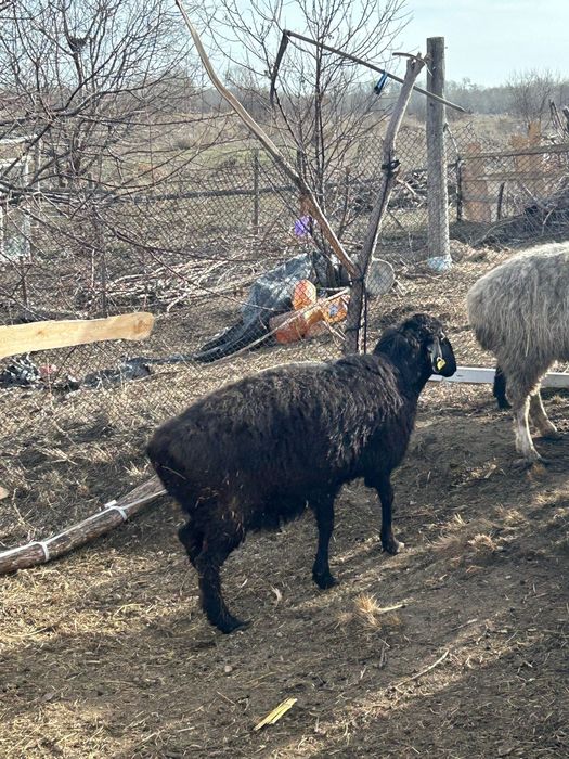 Тоқты баран сатылады