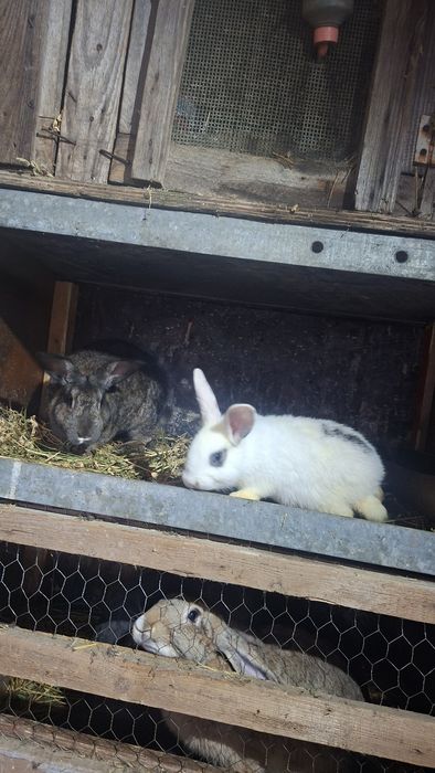Vând iepuri : hycole francez , uriaș german ,  cap de leu
