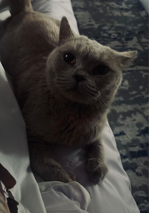 отдам бесплатно