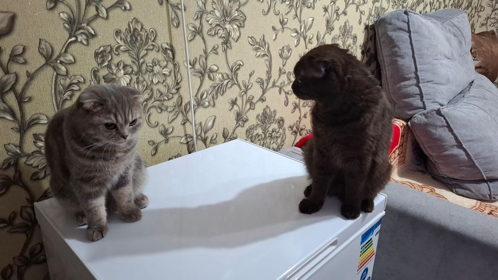 Продам маленьких котят в добрые руки !
