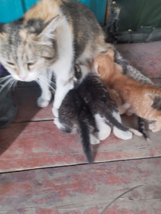 Отдам котят в добрые руки