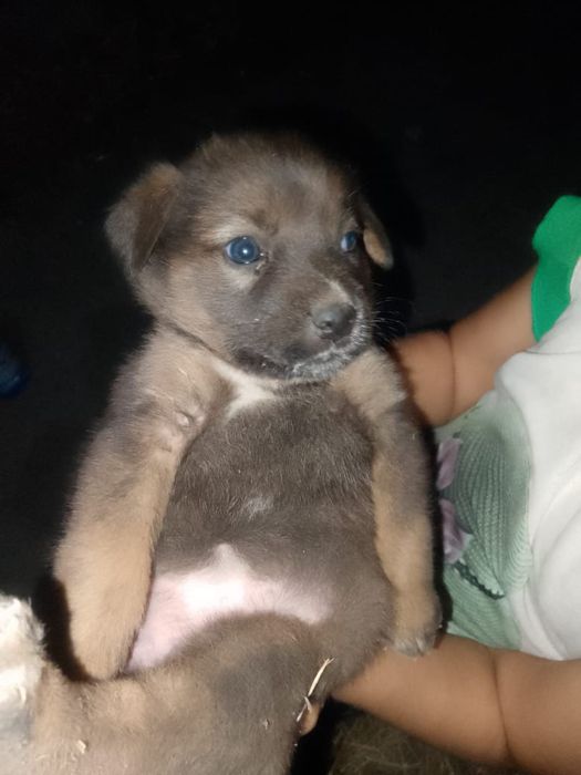 Щенки хорошие красивый