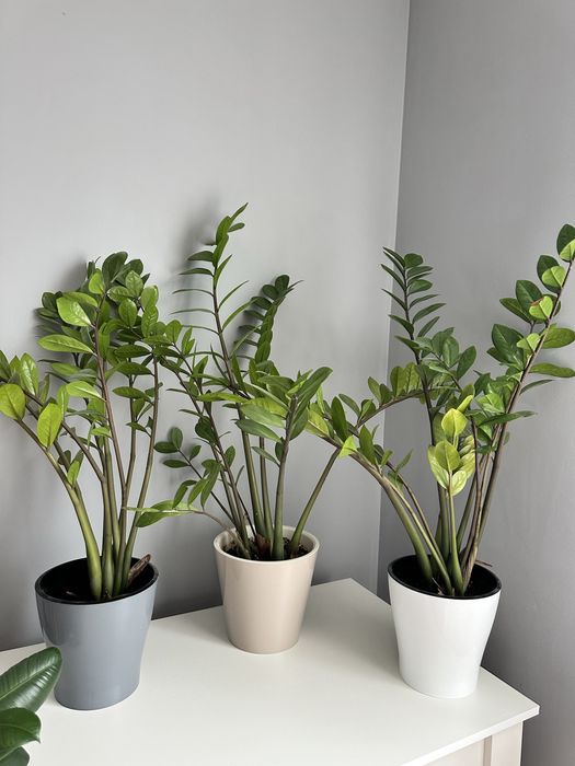 Цветы комнатные (доллар)