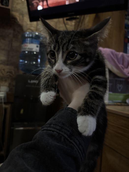 Котенок/мальчик.