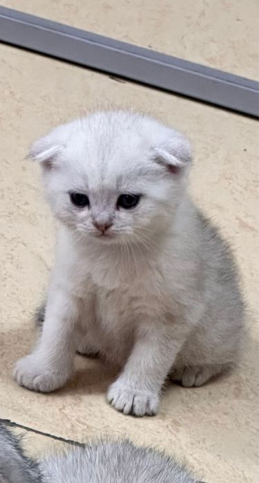 Продается кошка продается