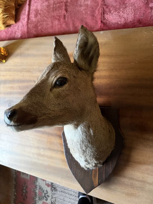 Препарирани сръндак и сърна