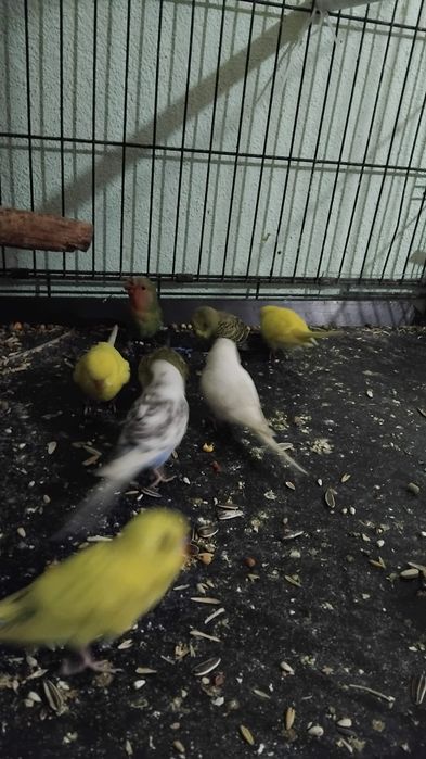 Vând sau schimb peruși