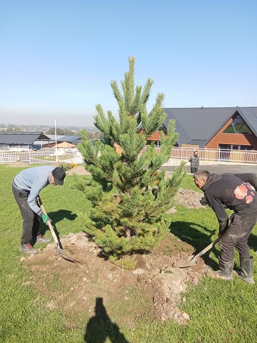 Сосна обычная крымская