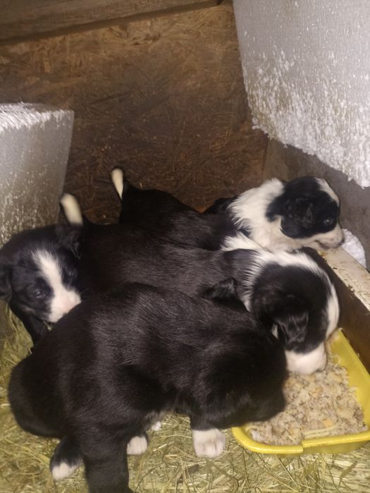 Отдам щенятв добрые руки.