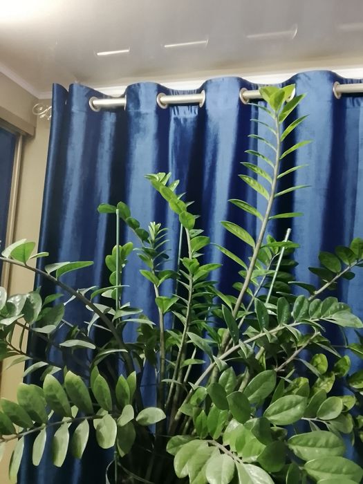 Замиокулькас ( Долларовое дерево)