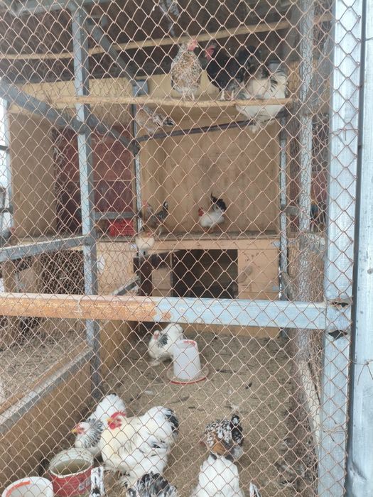 Куры карликовые!