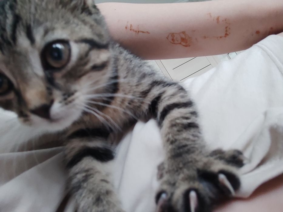Котенок девочка скотиш фолд