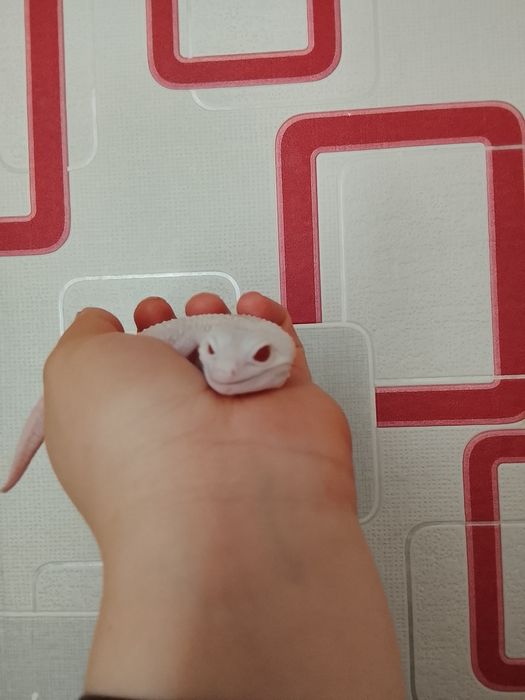 Эублефар самец супер сноу Альбина