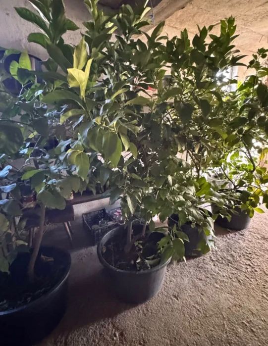 Лимонови дървета