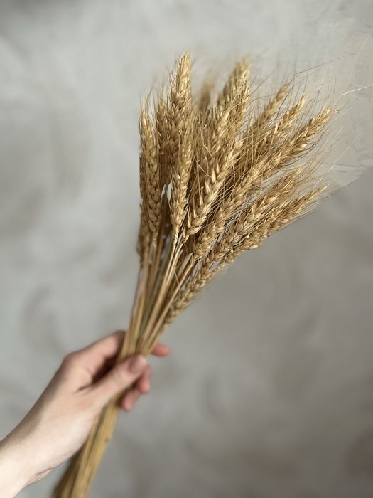 Колосья пшеницы, сухоцвет