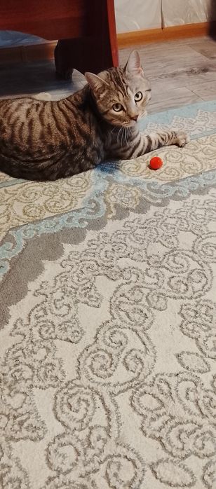 Отдам добрые руки кота