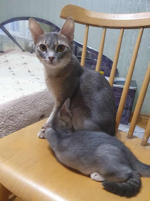 Кошка Абесинка 1 год 2 мес.