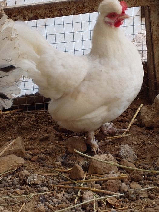 Yapon tovuq sotiladi