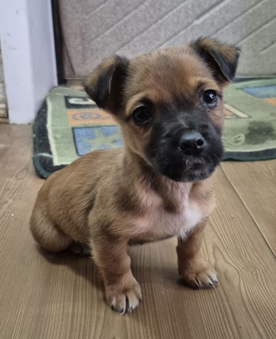 Ищут дом 4 щенка-мальчика