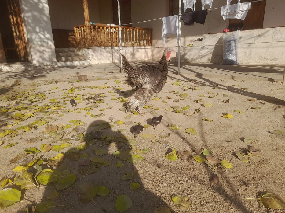 Kurka jojalari bilan