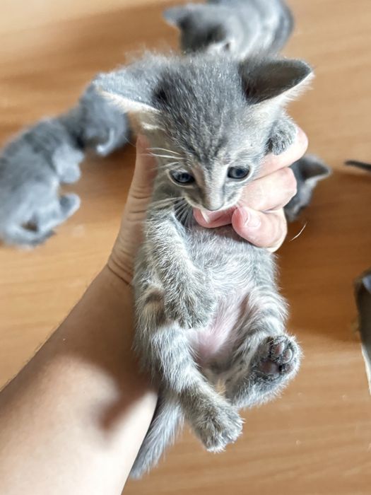 Отдам котят бесплатно