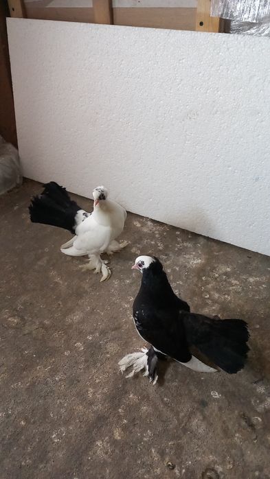 Vând porumbei siberieni