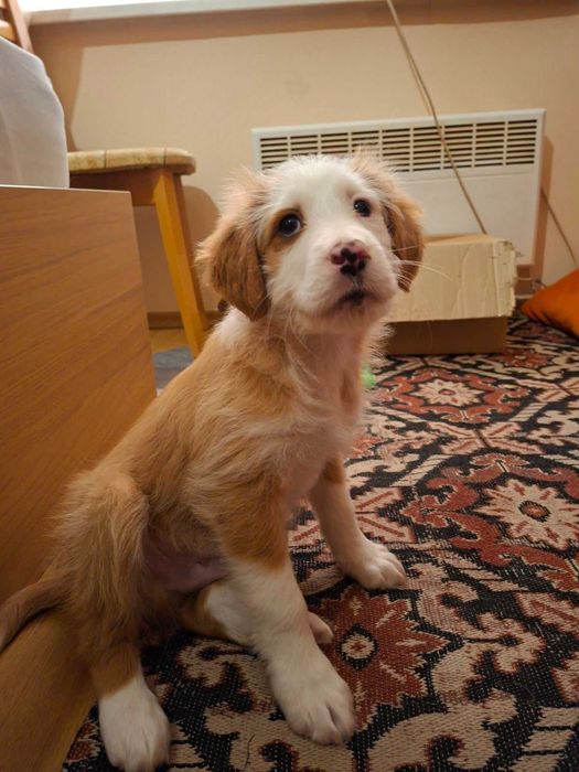 Подарявам прекрасно малко кученце