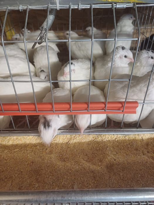 Vând ouă de prepeliță