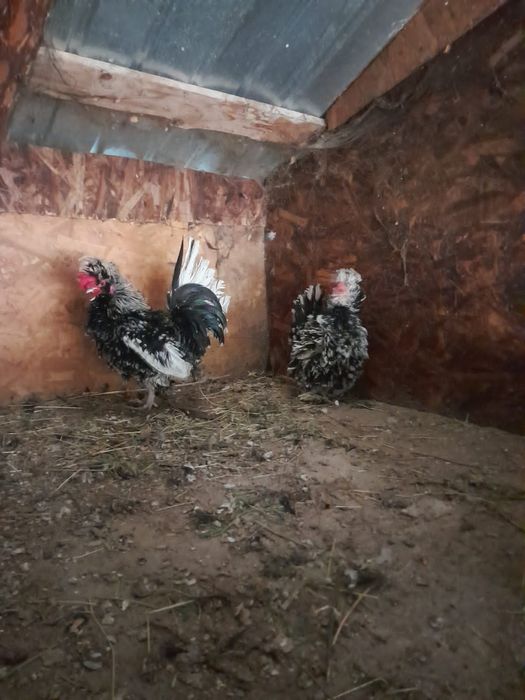 Vând sau Schimb pereche gaini pitice crete