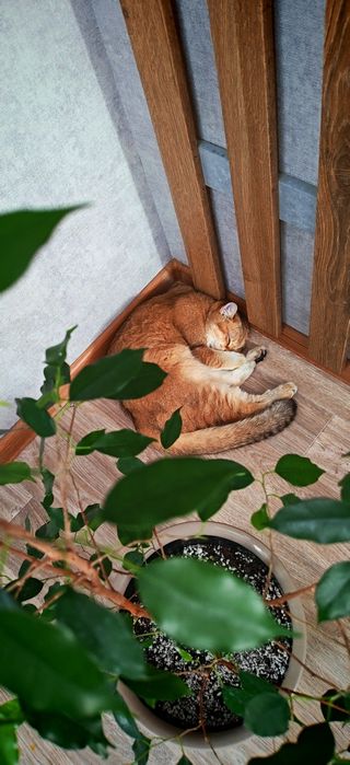 Котик ищет себе дом