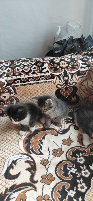 Котята в добрые руки