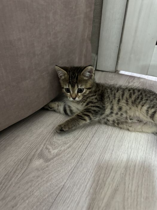 Отдам котенка в добрые  руки