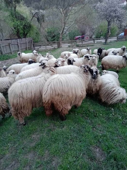 Vând 10 oi turcane cu lapte