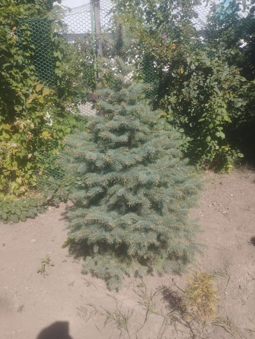 Продам 8 растений