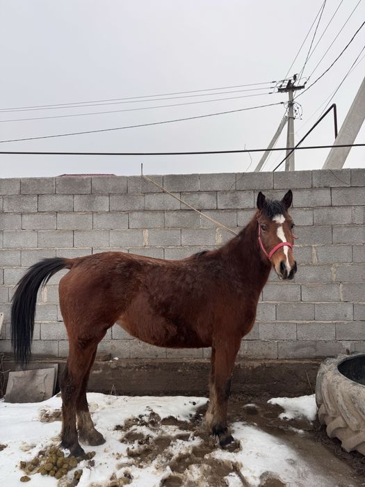 буаз бие  сатылады