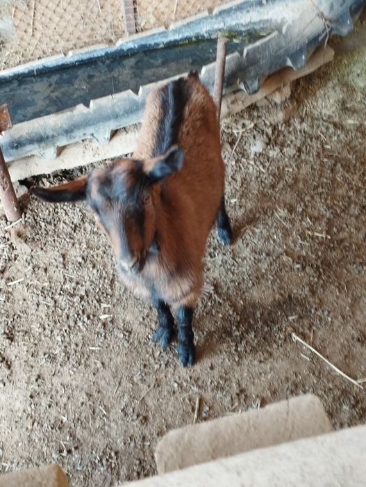 Чех алпі лақтар сатылымда