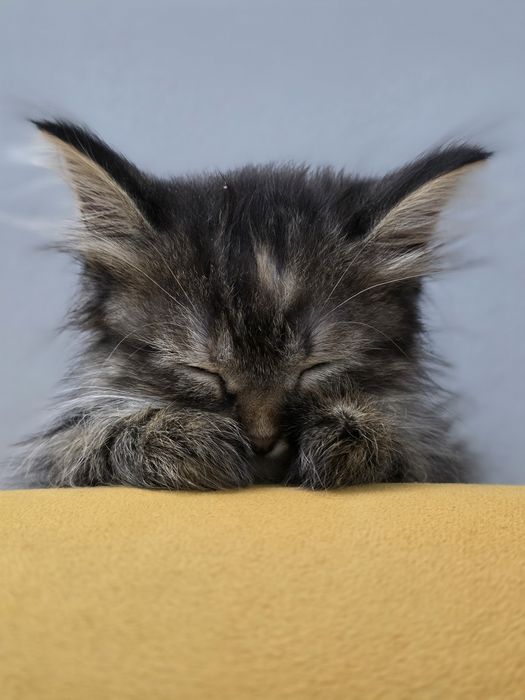 Пристраивается котёнок
