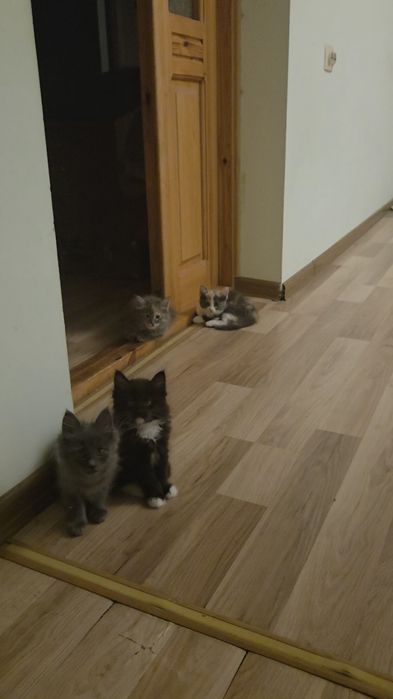 Очаровательные котята — домашние, ласковые и очень игривые.