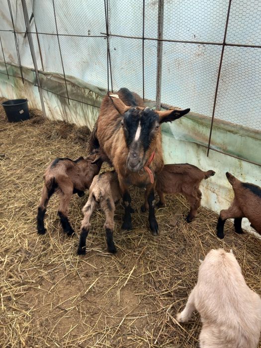 Vand    9  capre sannen și alpina