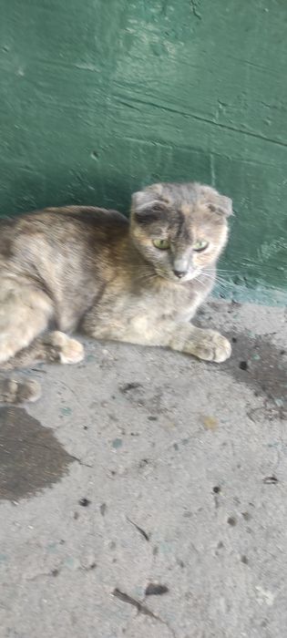Подарю котят от вислоухой кошки