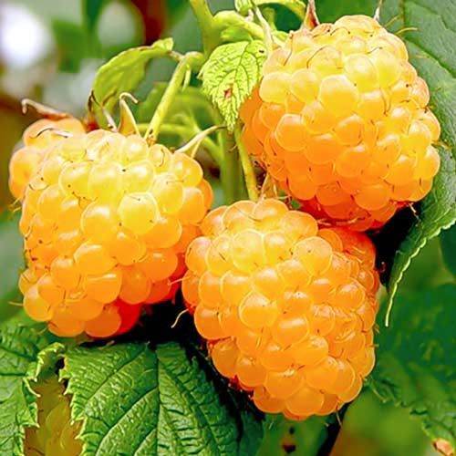 Arbusti Fructiferi (Zmeur Galben )