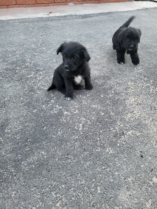 Отдам в дар щенков