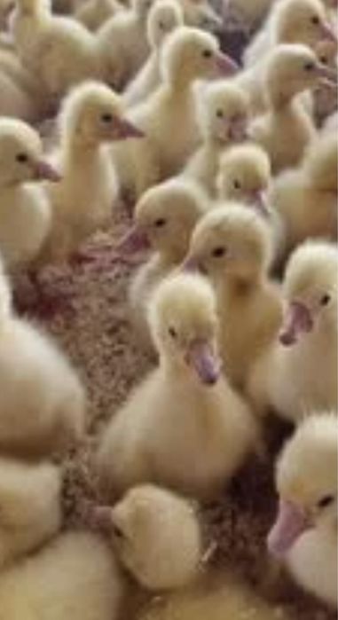 Продам гусят Линда