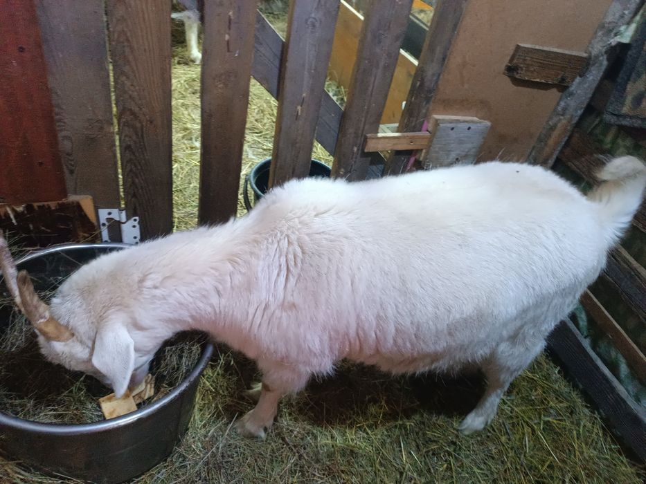 Продам крупную козочку