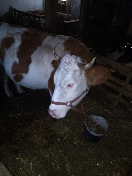 Vaca tânără de vanzare