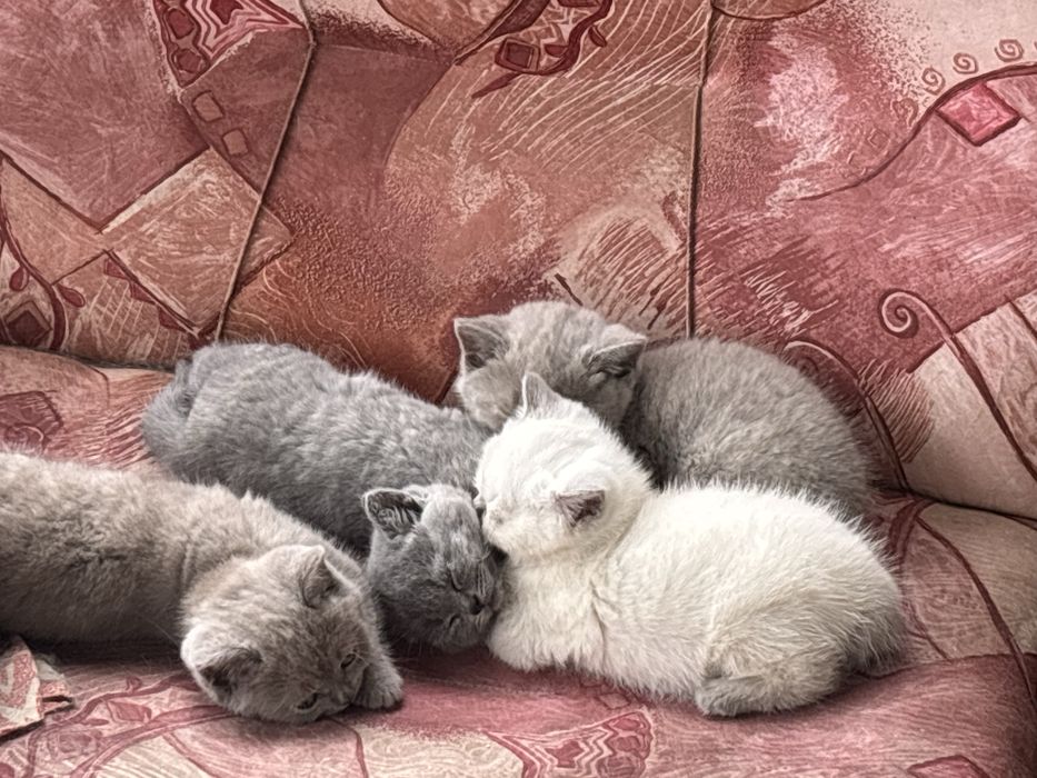 Британски котета (чивтокръвни)