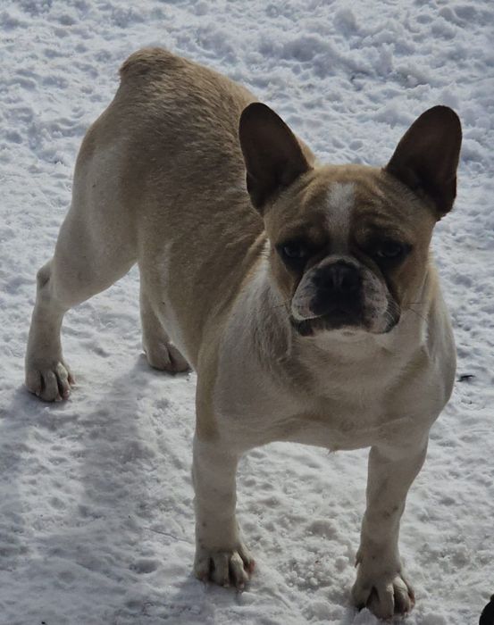 Продам Срочно Щенка