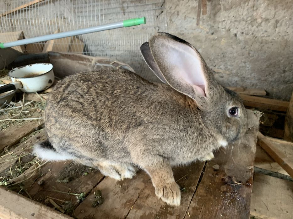 Кролики породы Фландер