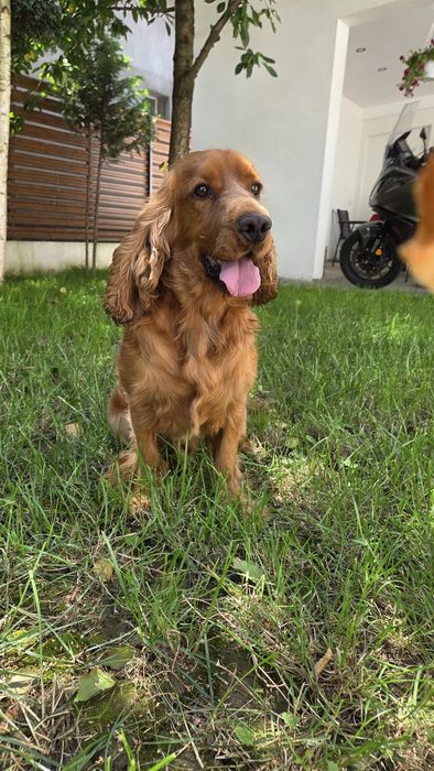 Donez doi catei-