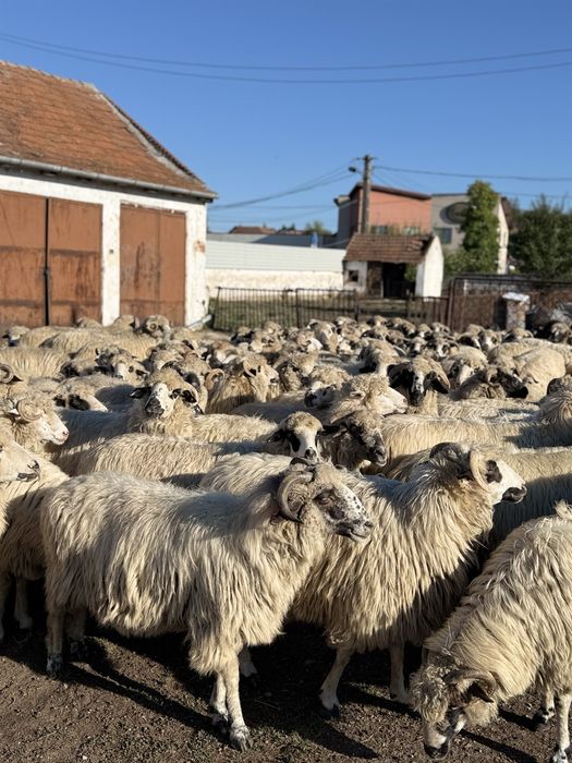 Vând 100 de oi Țurcane